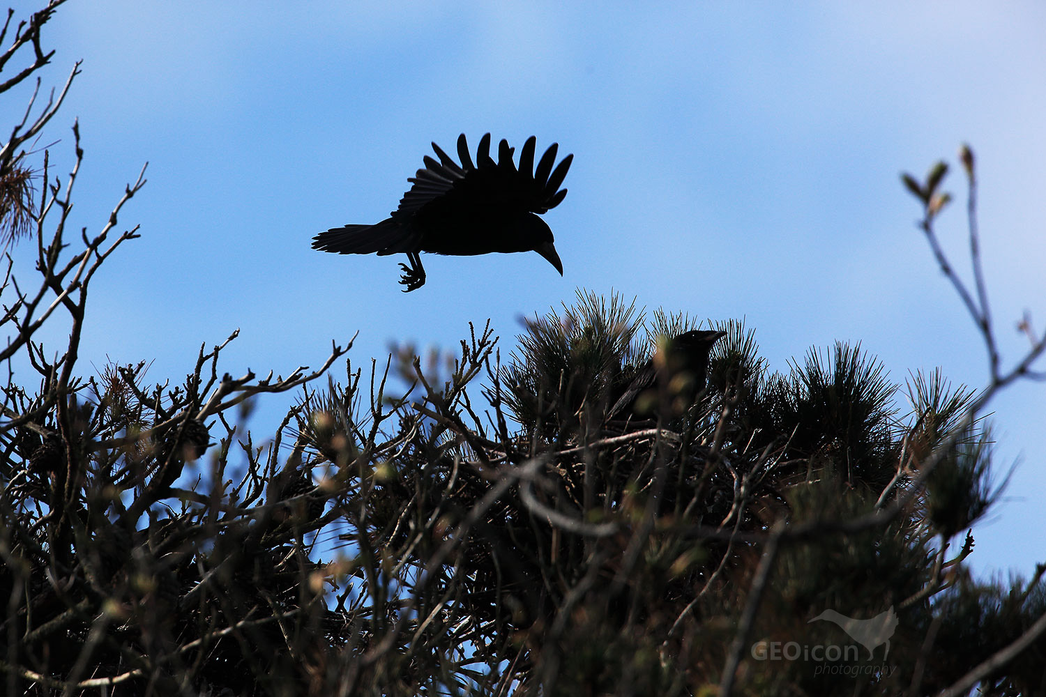 Rook / havran polní (Corvus frugilegus)