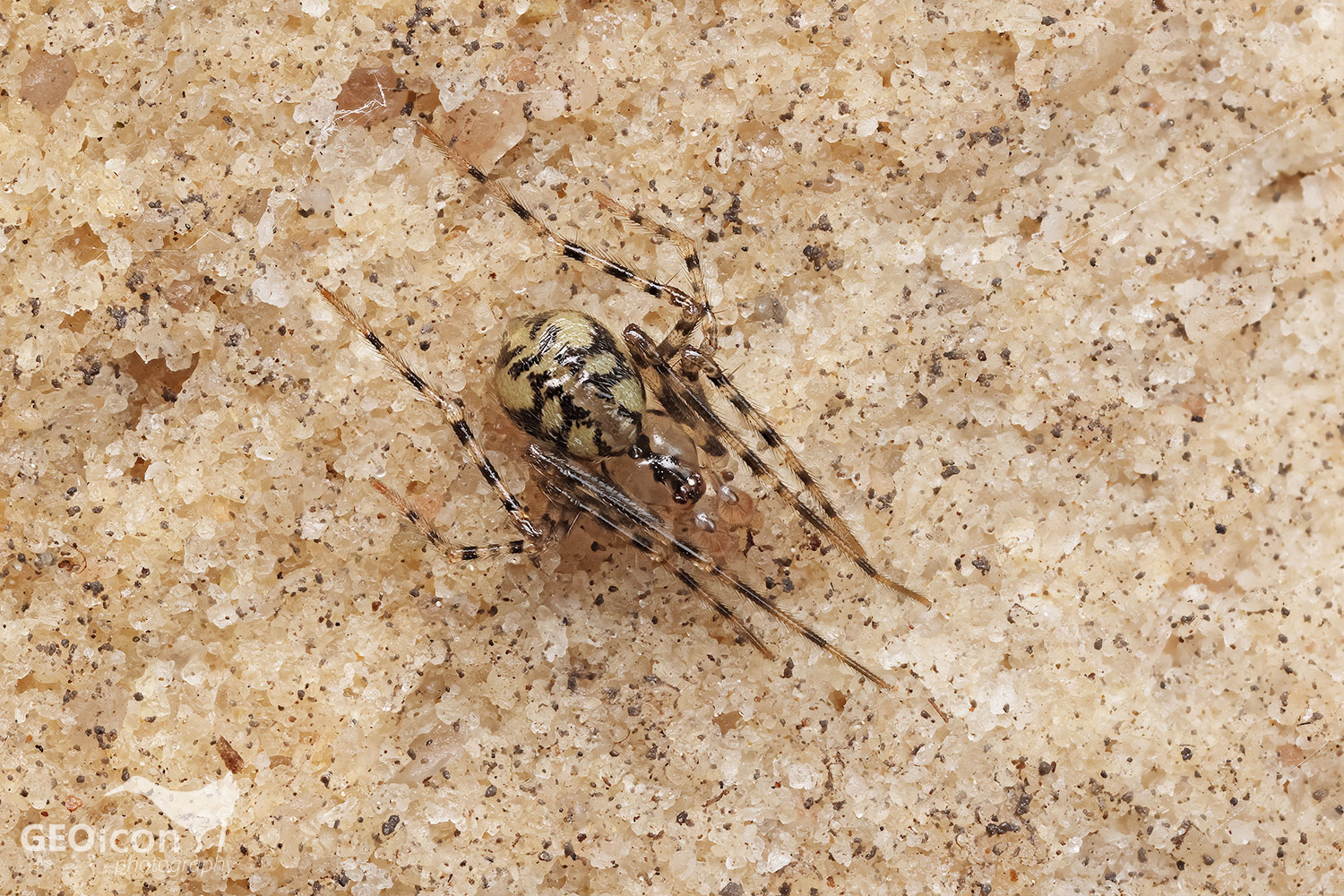 Comb-footed cellar spider / temnomil sklepní  (Nesticus cellulanus)