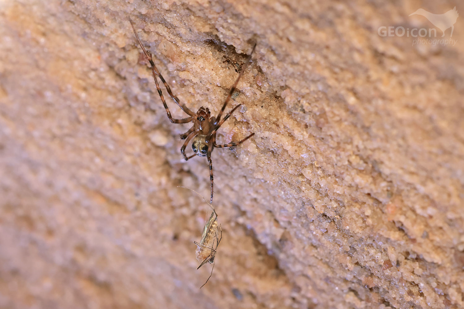 European cave spider / meta temnostní (Meta menardi)