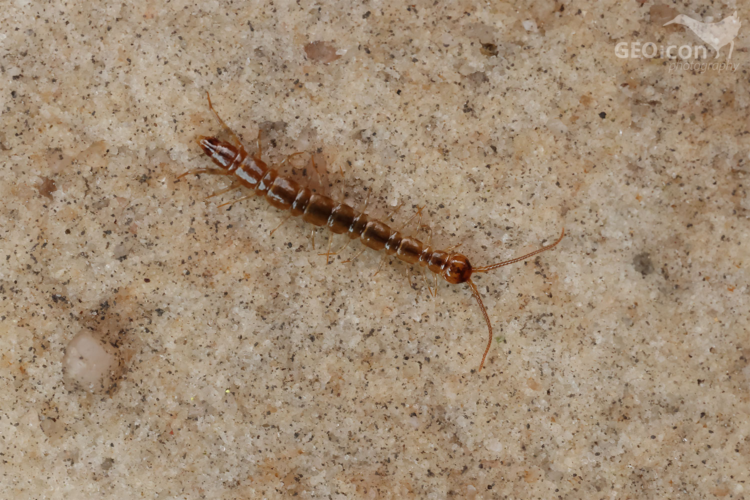 Common centipede / stonožka škvorová (Lithobius forficatus) 