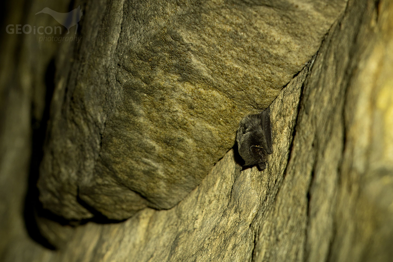 Barbastelle bat / netopýr černý (Barbastella barbastellus) 