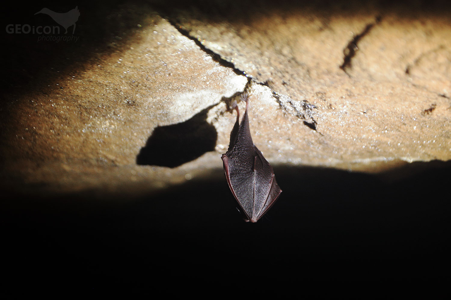 Greater horseshoe bat / vrápenec velký (Rhinolophus ferrumequinum)
