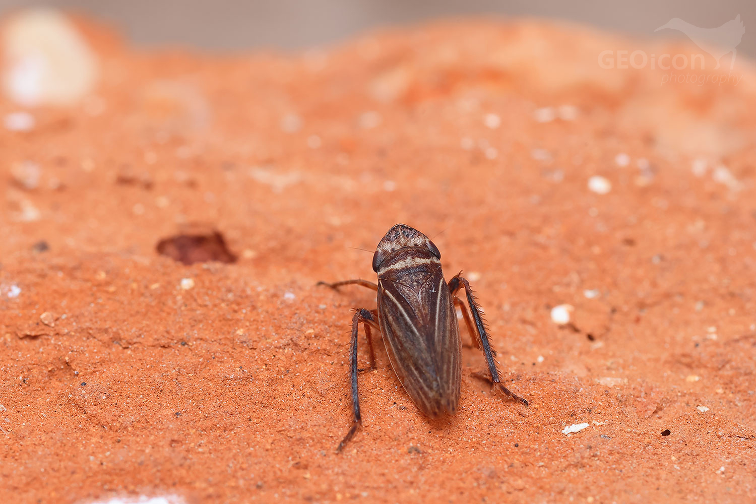 Aphrodes makarovi x diminuta