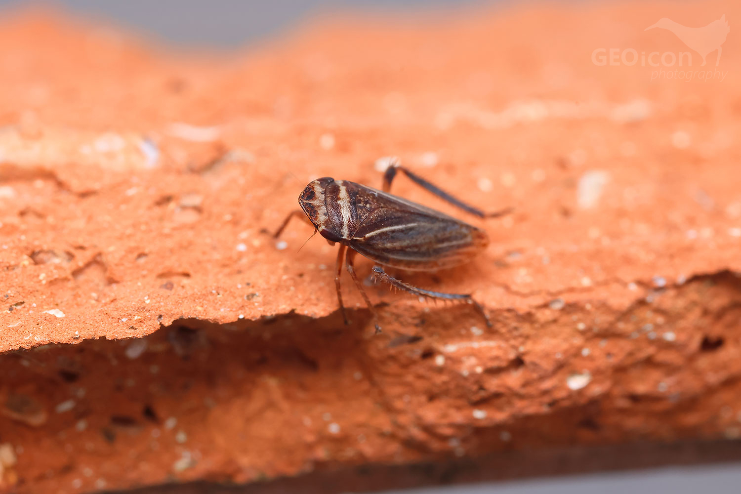 Aphrodes makarovi x diminuta