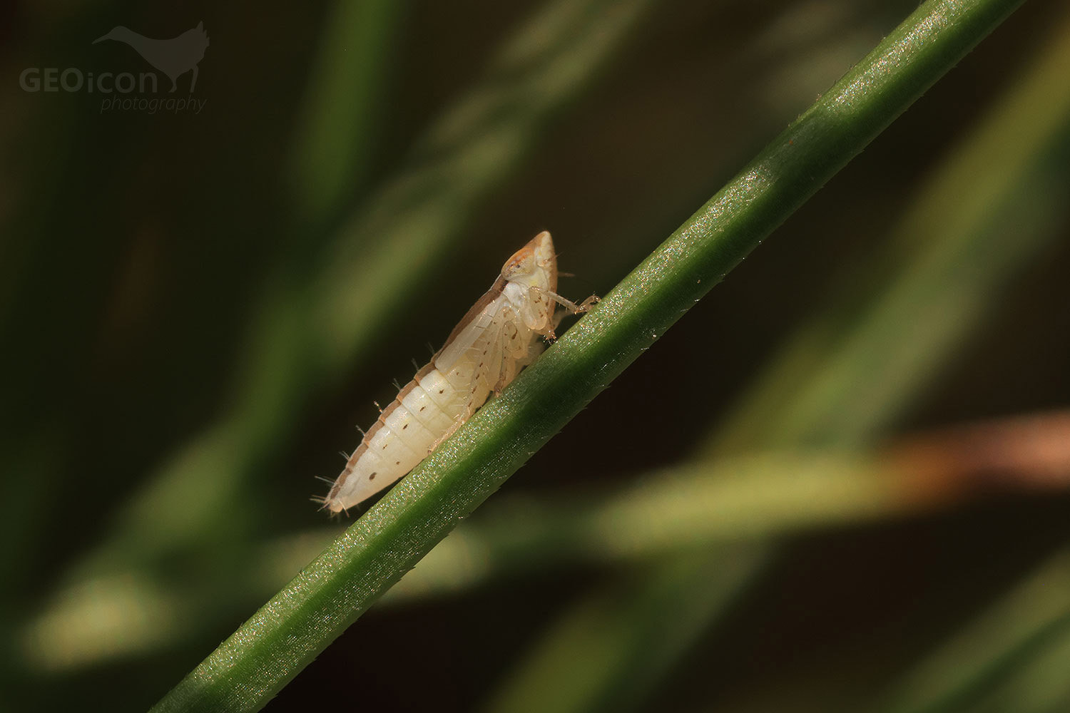 Rhopalopyx vitripennis larva