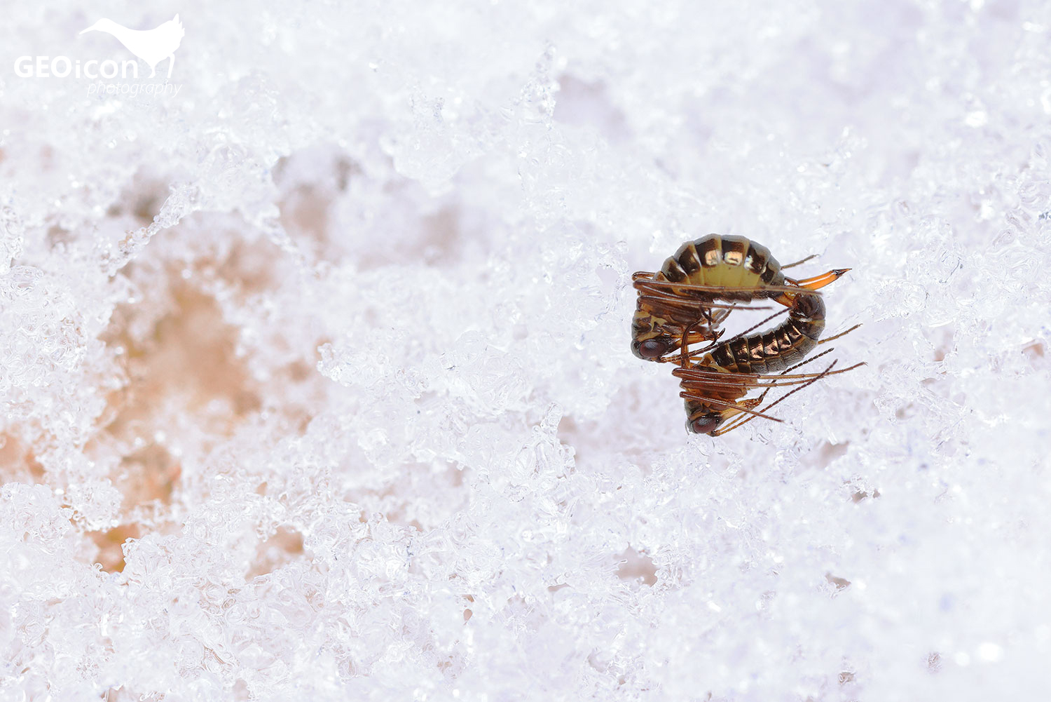 Boreus westwoodi copulation/ sněžnice lesklá páření