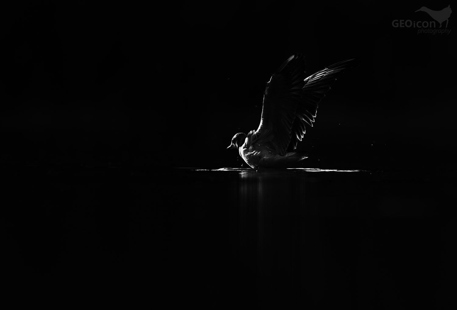 Black headed gull / racek chechtavý (Larus ridibundus)