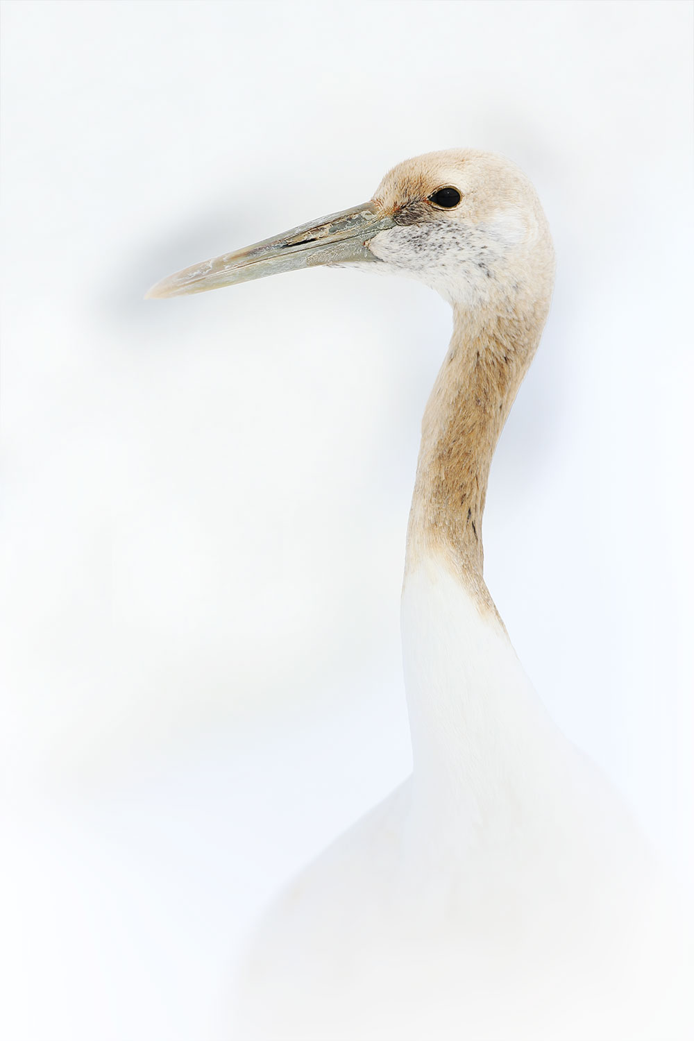 Red-crowned crane / jeřáb mandžuský (Grus japonensis)