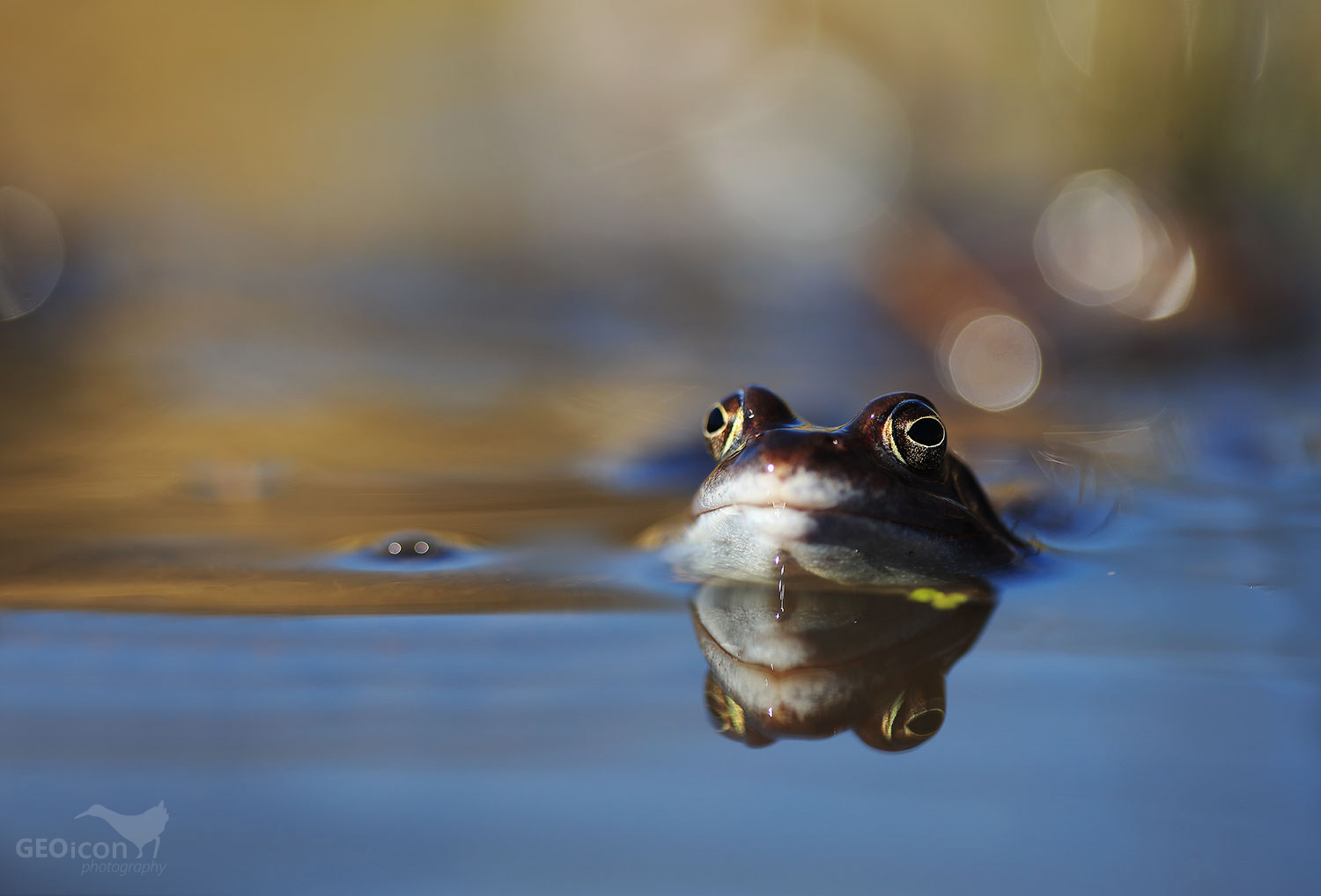 Moor frog / skokan ostronosý (Rana arvalis)