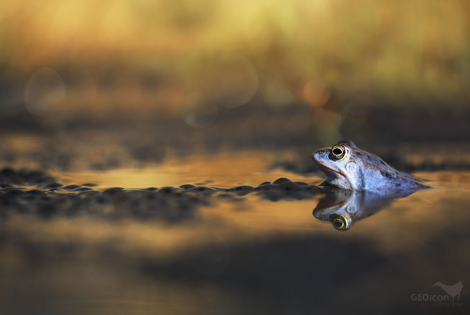 Moor frog / skokan ostronosý (Rana arvalis)