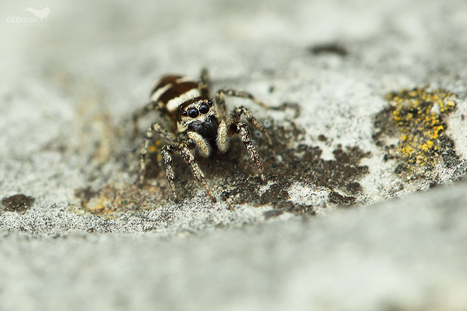 Jumping spider / skákavka pruhovaná (Salticus scenicus)