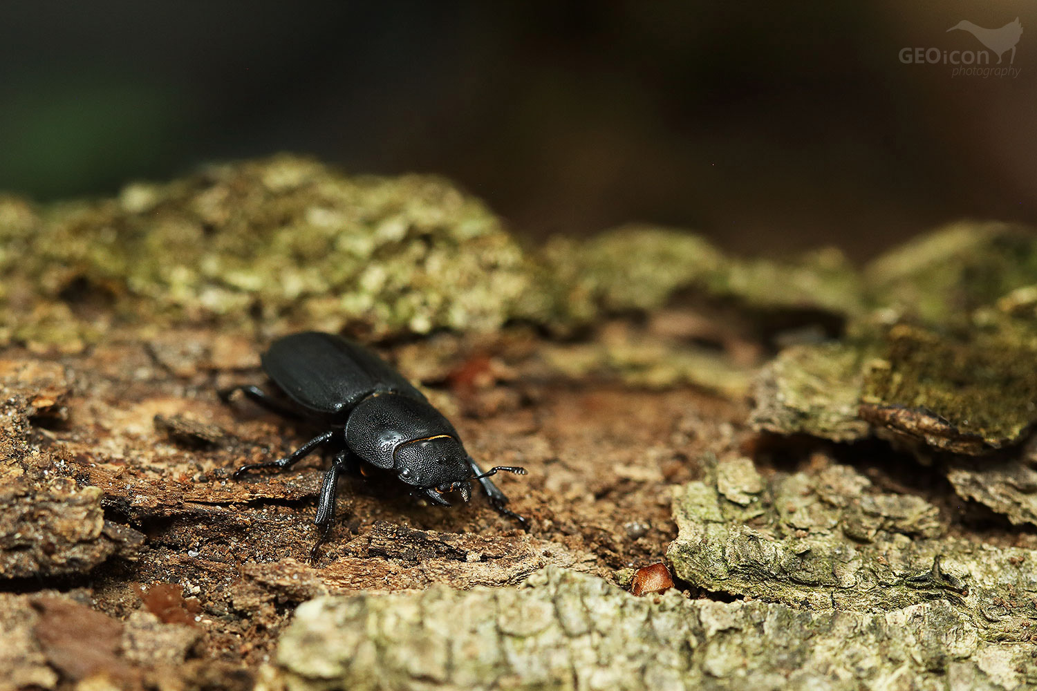 Lesser stag beetle / roháček kozlík (Dorcus parallelopipedus)