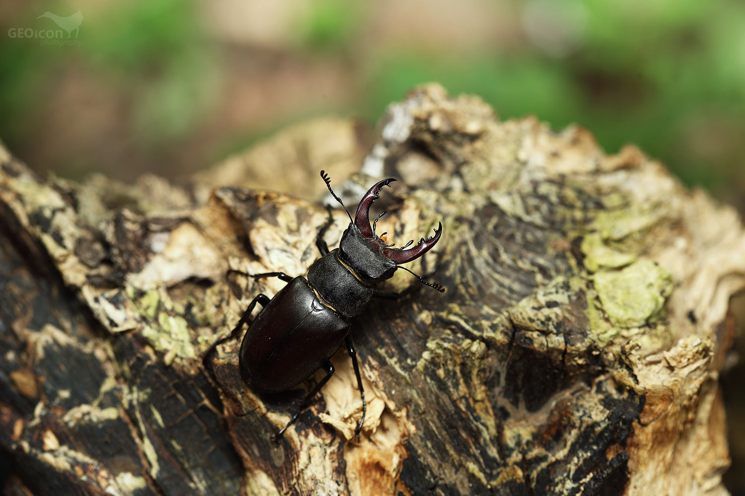 European  stag beetle / roháč velký (Lucanus cervus)