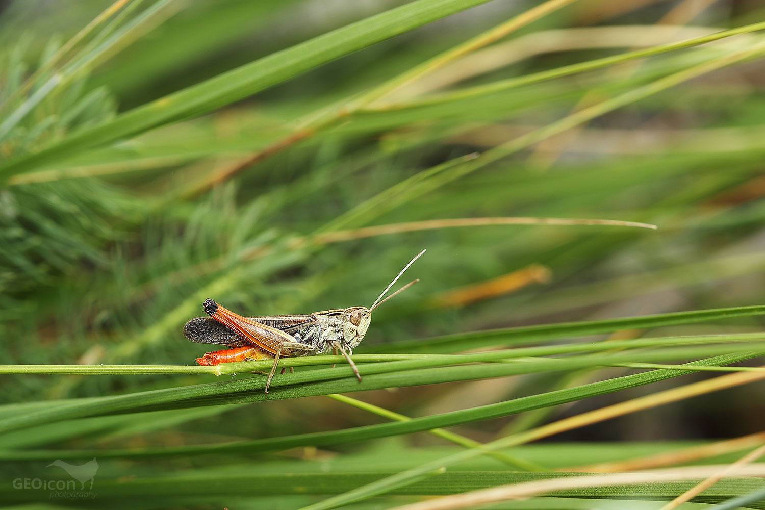Grasshopper  / saranče černoskvrnná (Stenobothrus nigromaculatus)