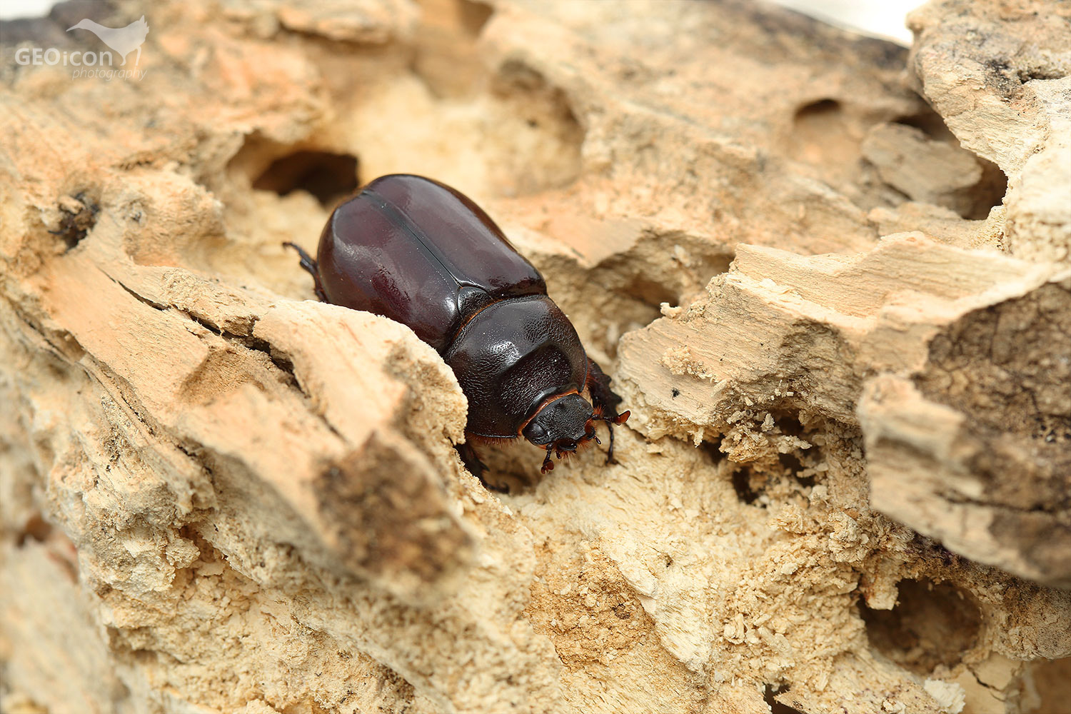 European rhinoceros beetle / nosorožík kapucínek (Oryctes nasicornis)