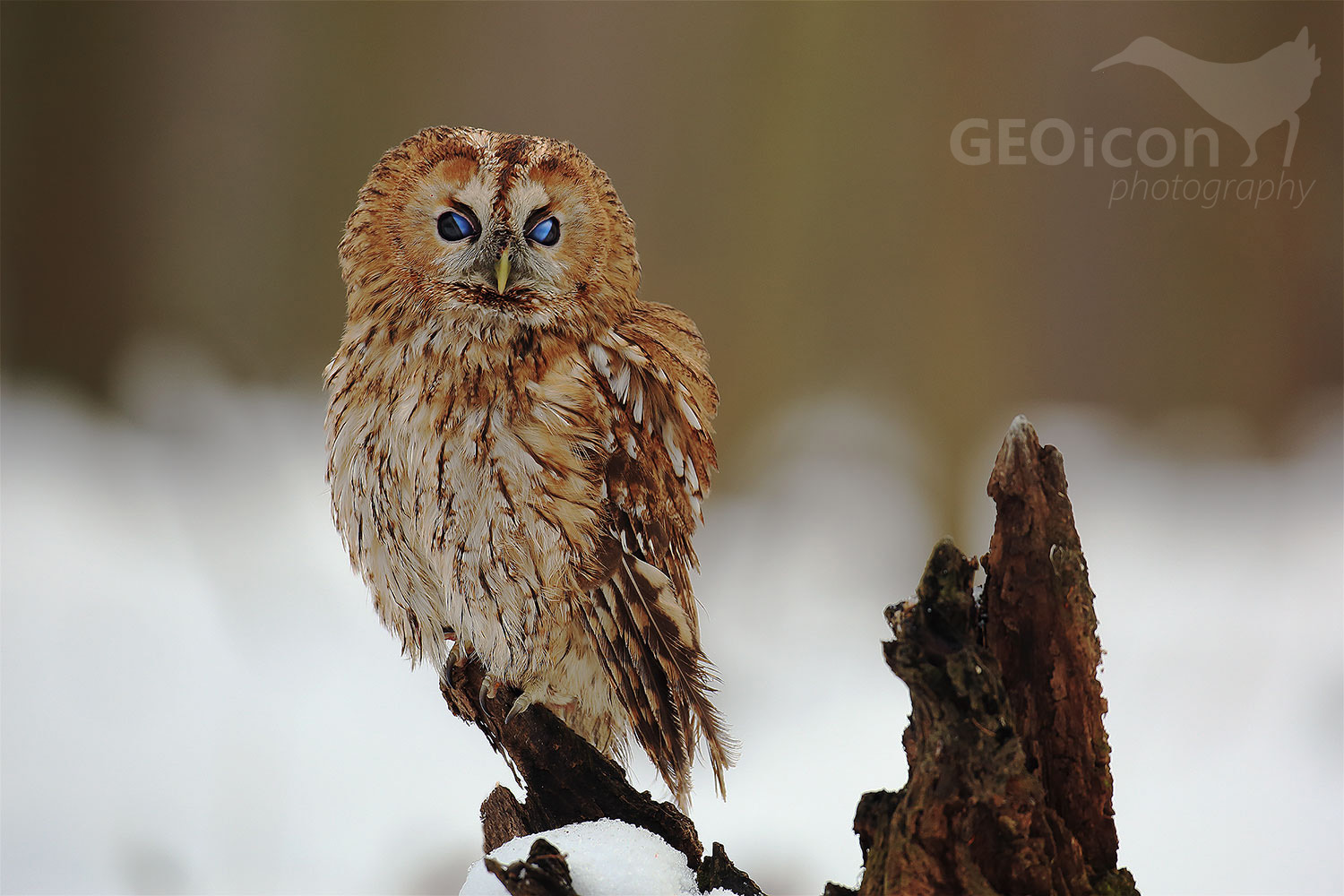 Tawny owl / puštík obecný (Strix aluco)