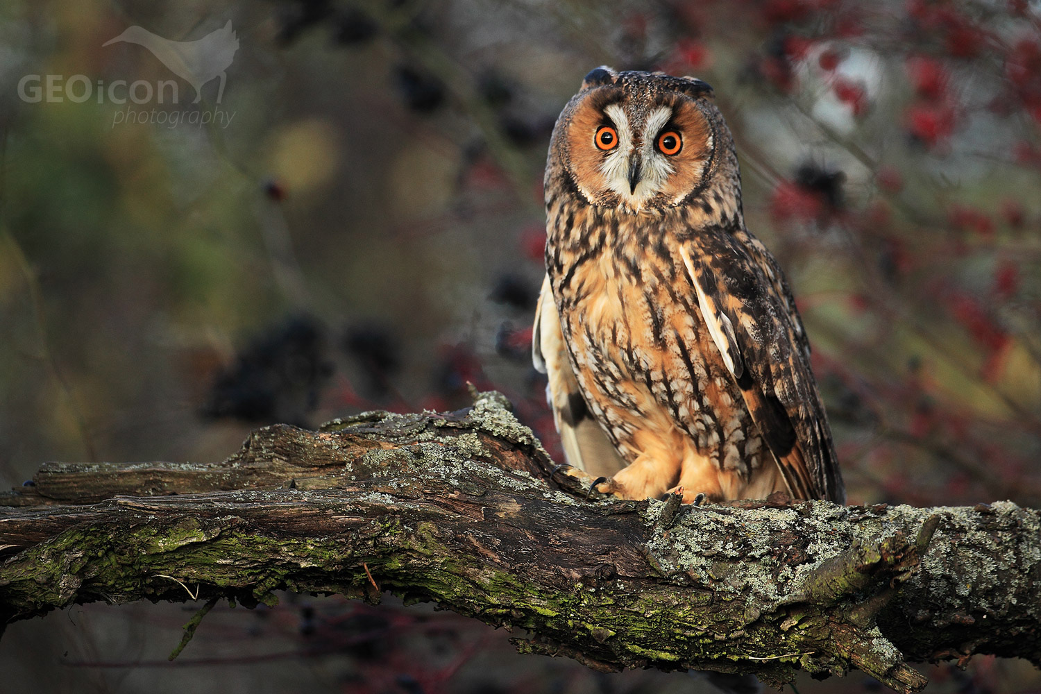 Long eared owl / kalous ušatý (Asio otus)