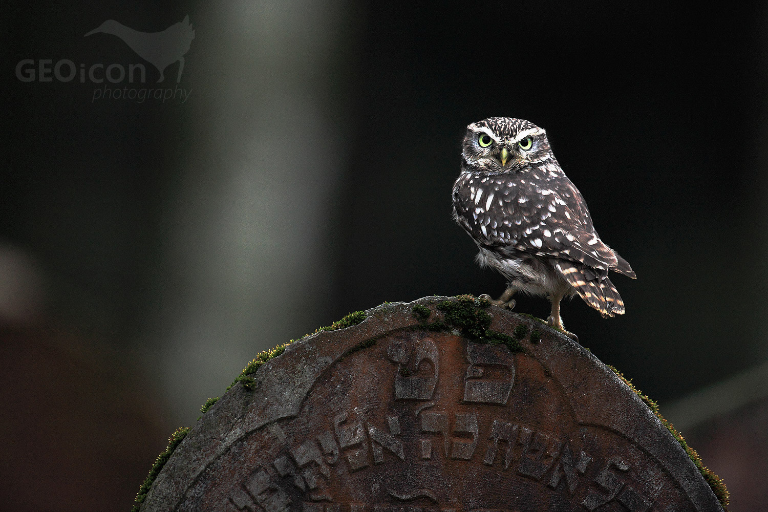 Little owl / sýček obecný (Athene noctua)