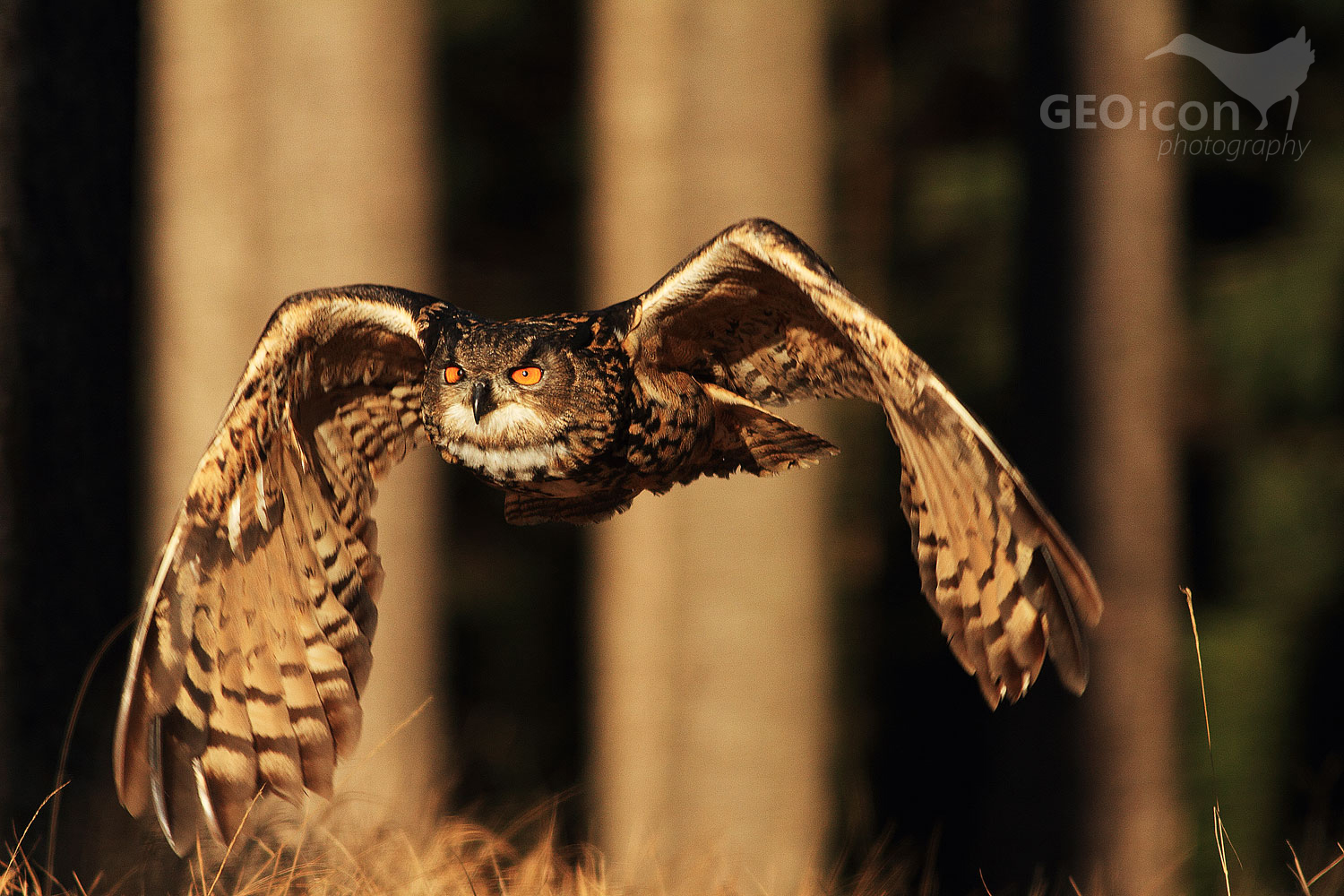 Eagle owl / výr velký (Bobo bubo)