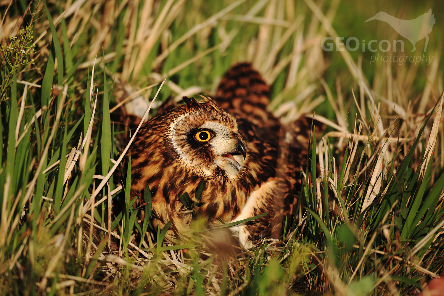 Short eared owl / kalous pustovka (Asio flammea)