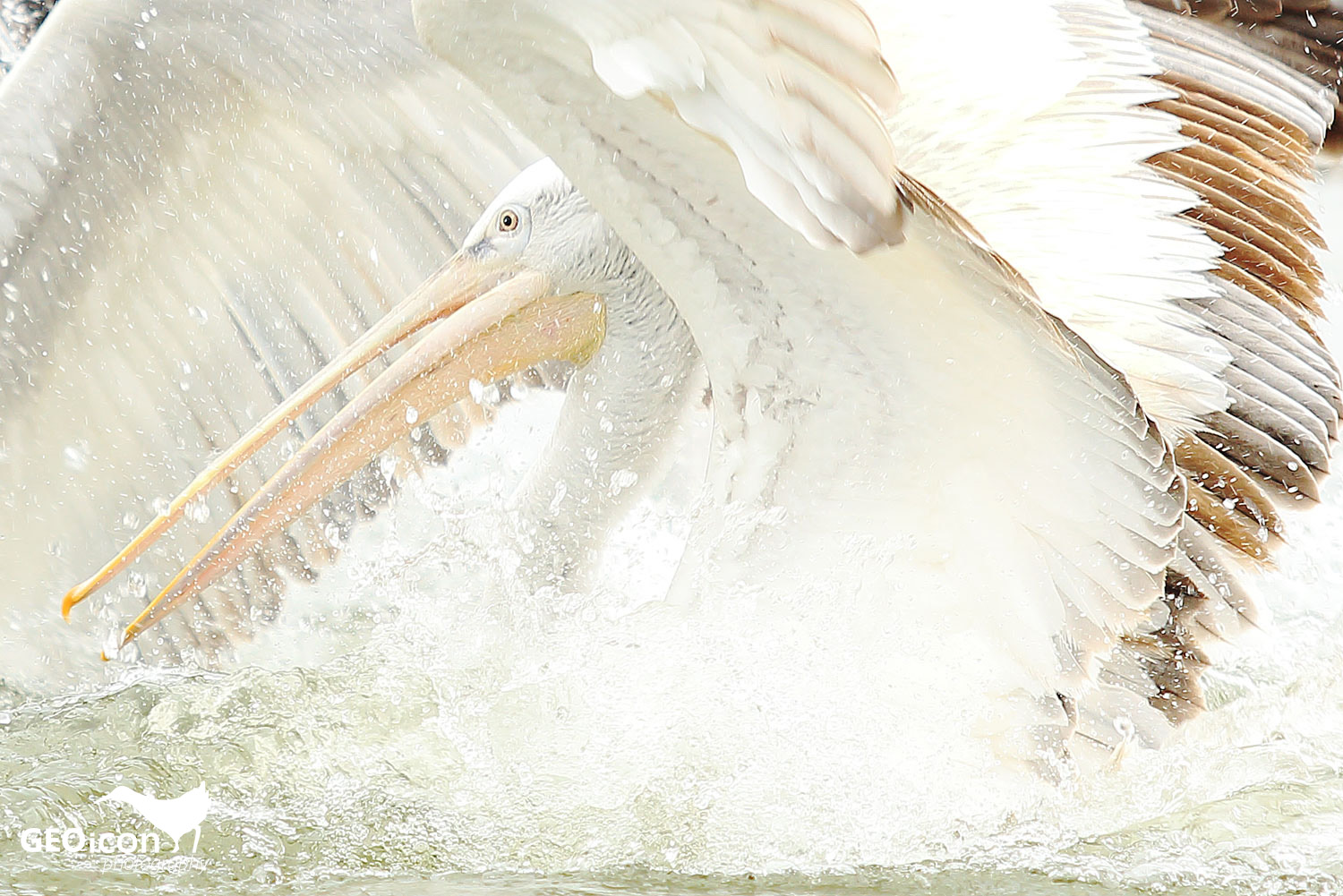 Dalmatian pelican / pelikán kadeřavý (Pelecanus crispus)