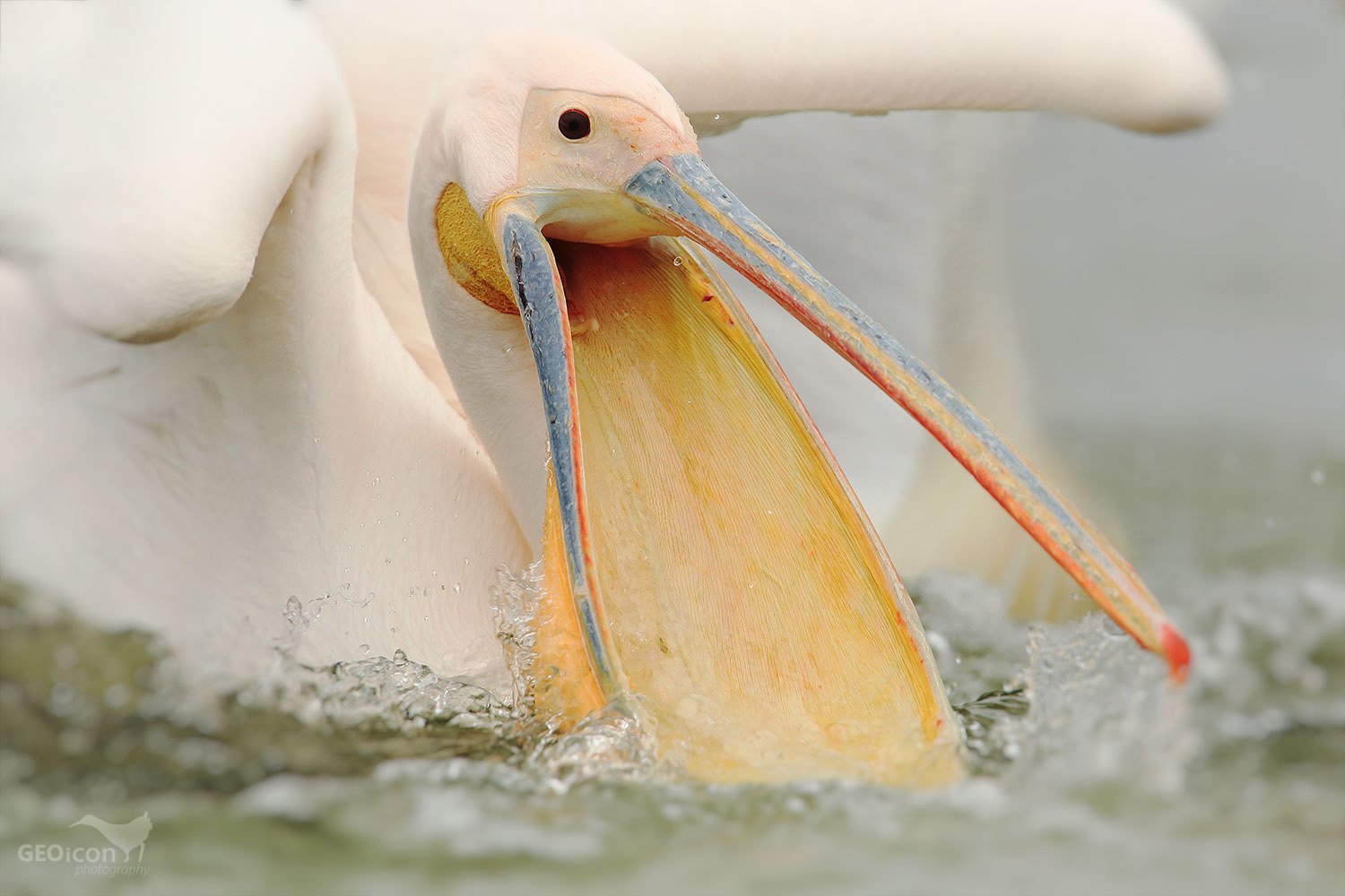 White pelican / pelikán bílý (Pelecanus onocrotalus)
