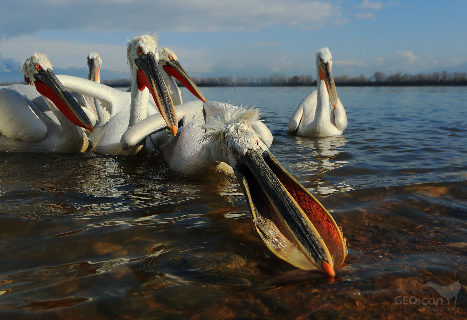 Dalmatian pelican / pelikán kadeřavý (Pelecanus crispus)