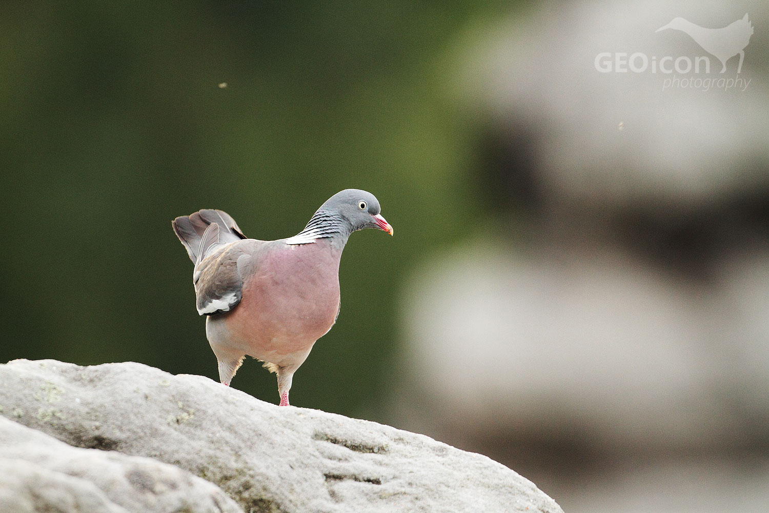 Wood pigeon / holub hřivnáč (Columba palumbus)