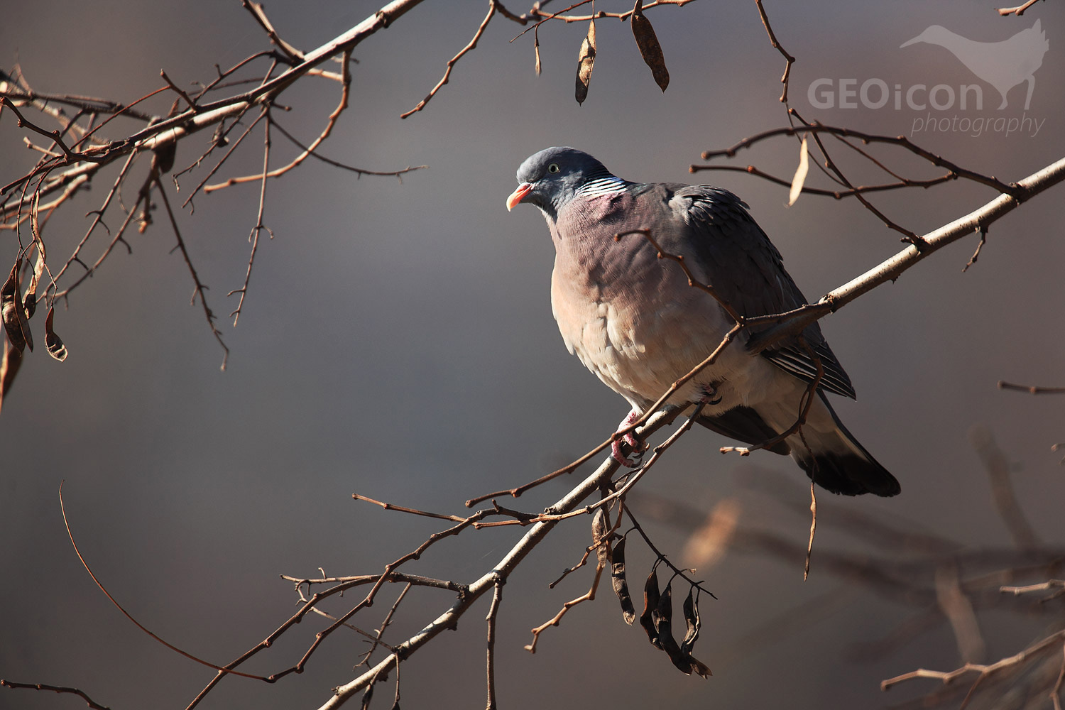 Wood pigeon / holub hřivnáč (Columba palumbus)