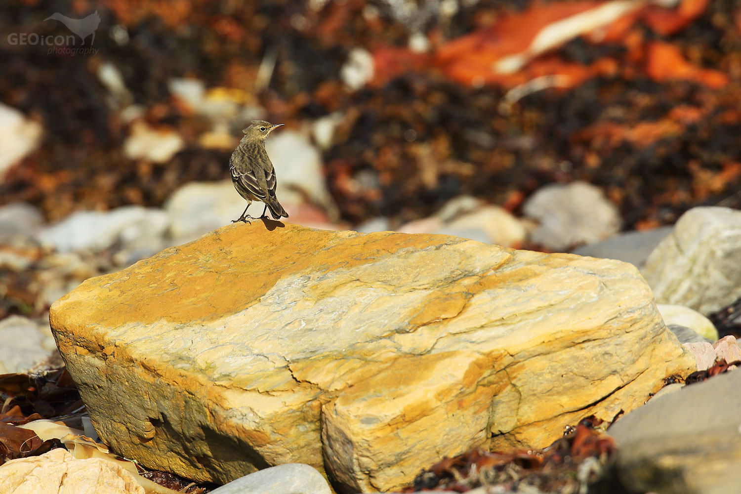 Rock pipit / linduška skalní (Anthus petrosus)