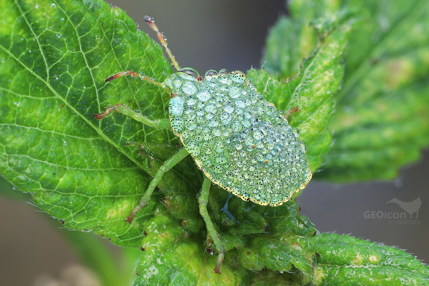 Shield bug / kněžice trávozelená (Palomena prasina)