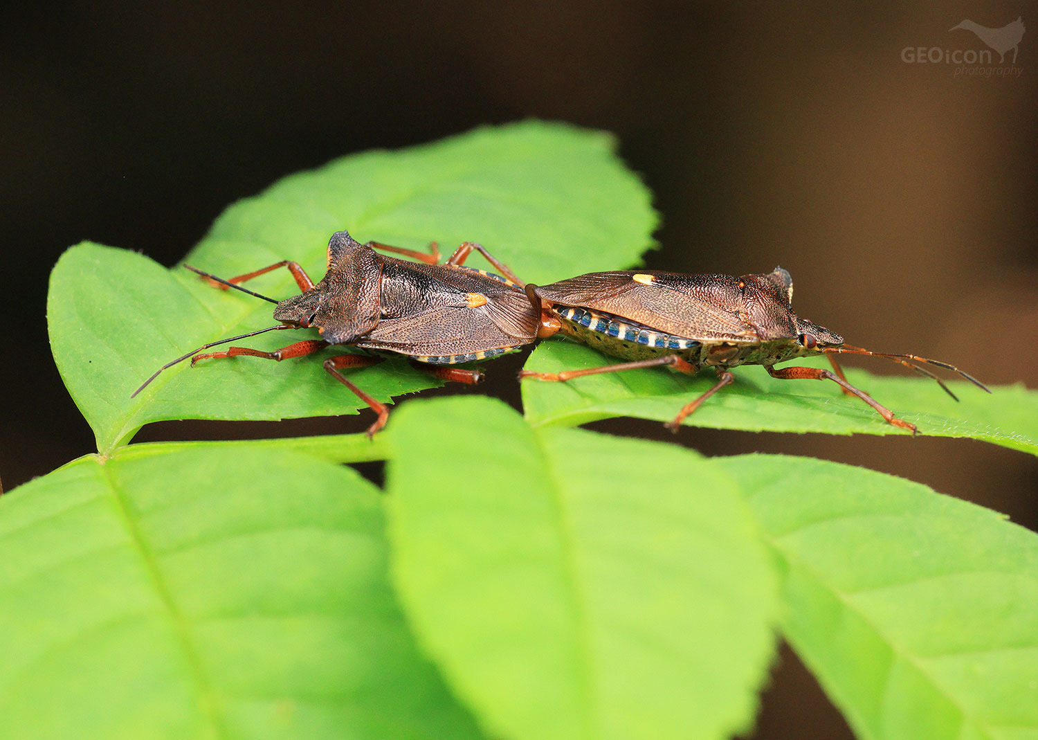 Red-legged shieldbug / kněžice rudonohá (Pentatoma rufipes)