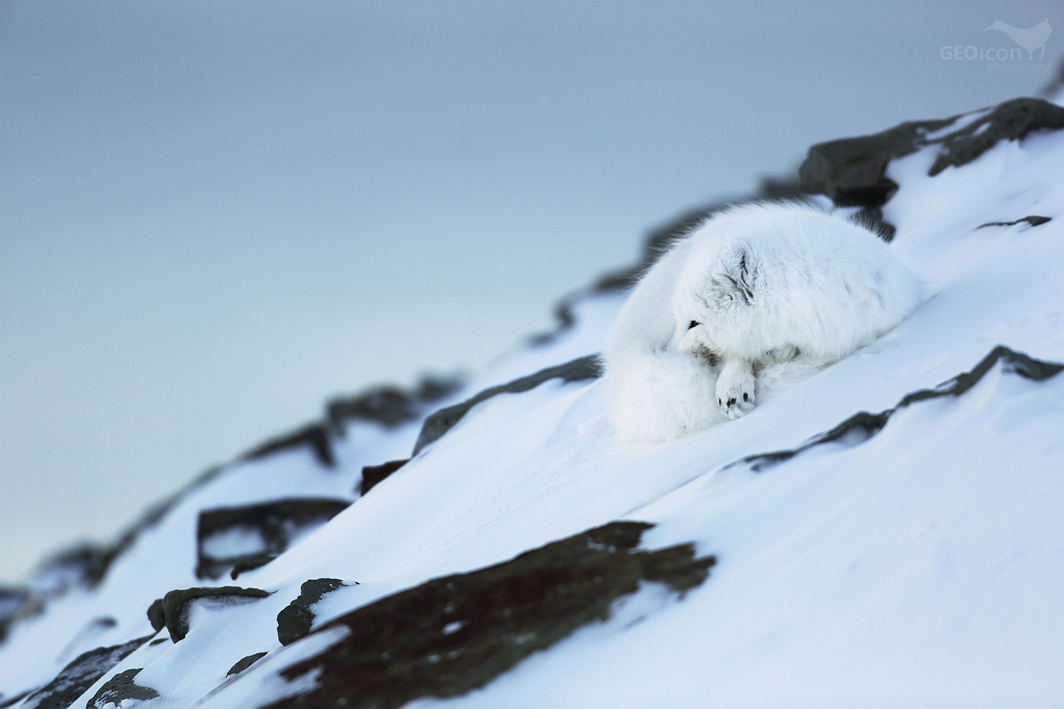 Polar fox / liška polární (Vulpes lagopus)