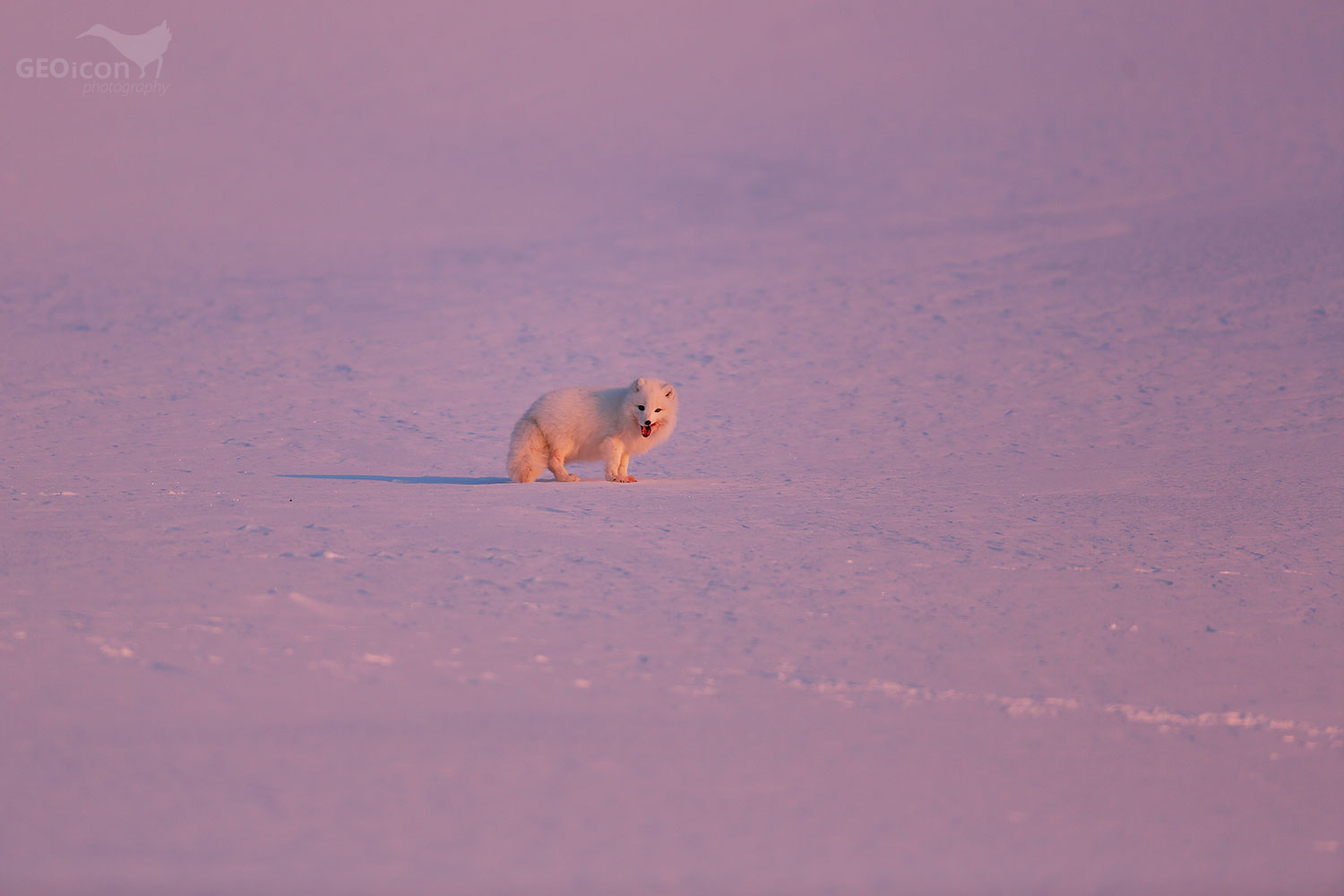 Polar fox / liška polární (Vulpes lagopus)
