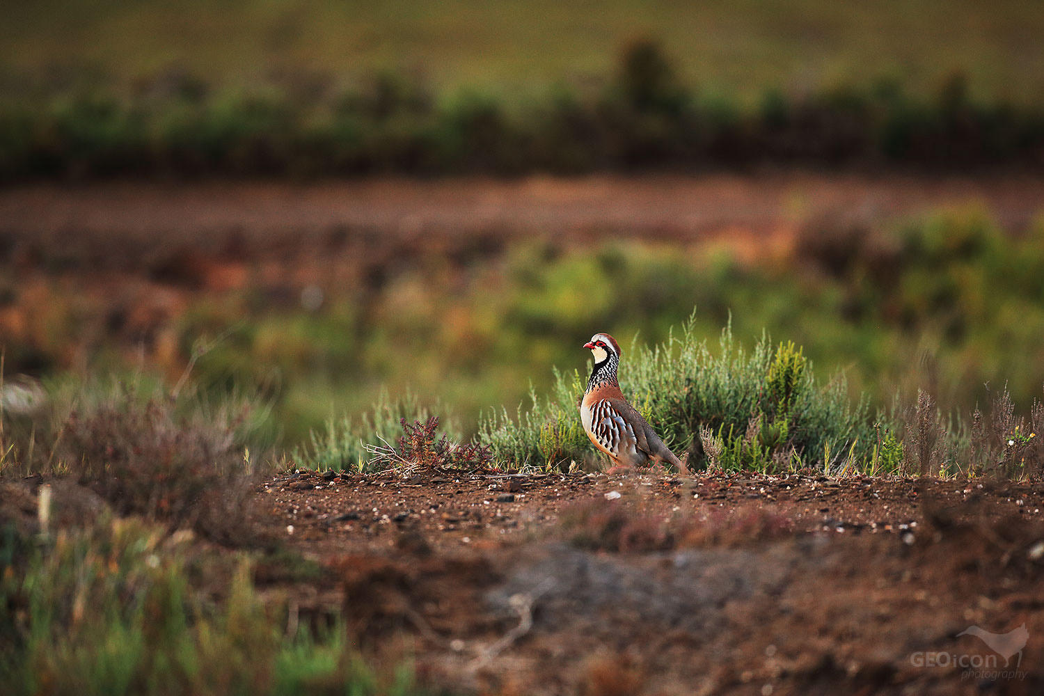 Red-legged partridge / orebice rudá (Alectoris rufa)