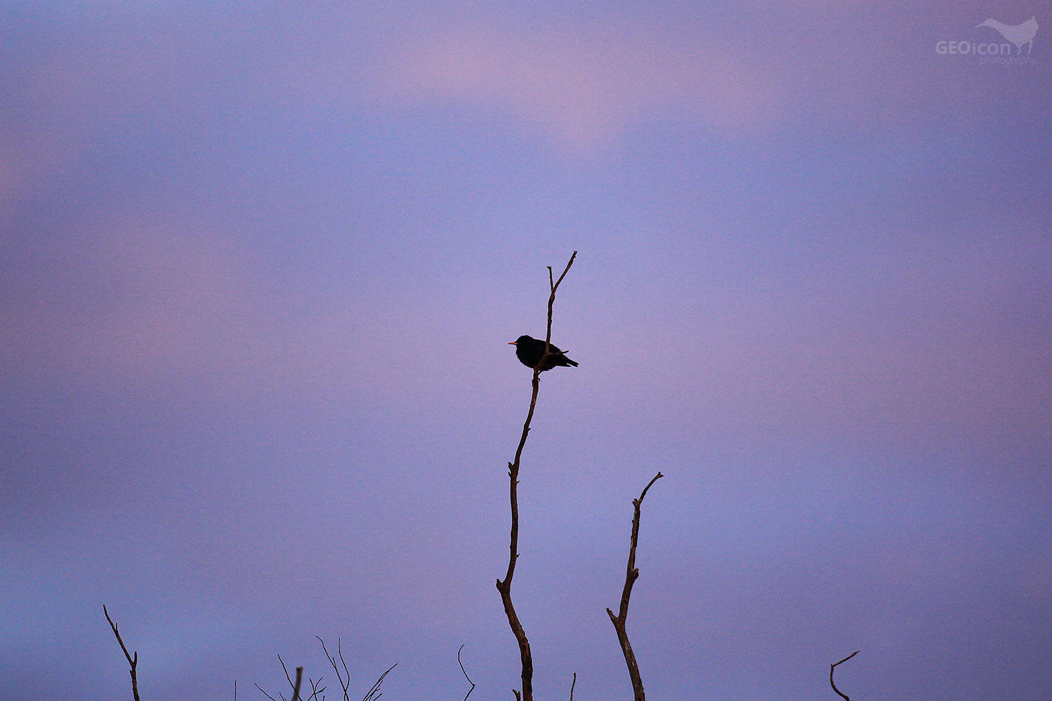 Spotless Starling / špaček černý (Sturnus unicolor)