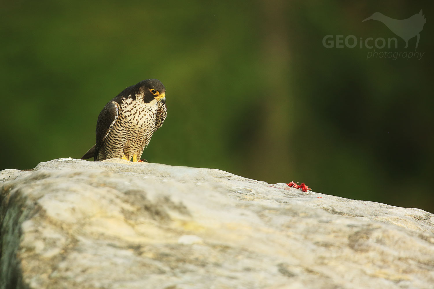 Peregrine falcon / sokol stěhovavý (Falco peregrinus)