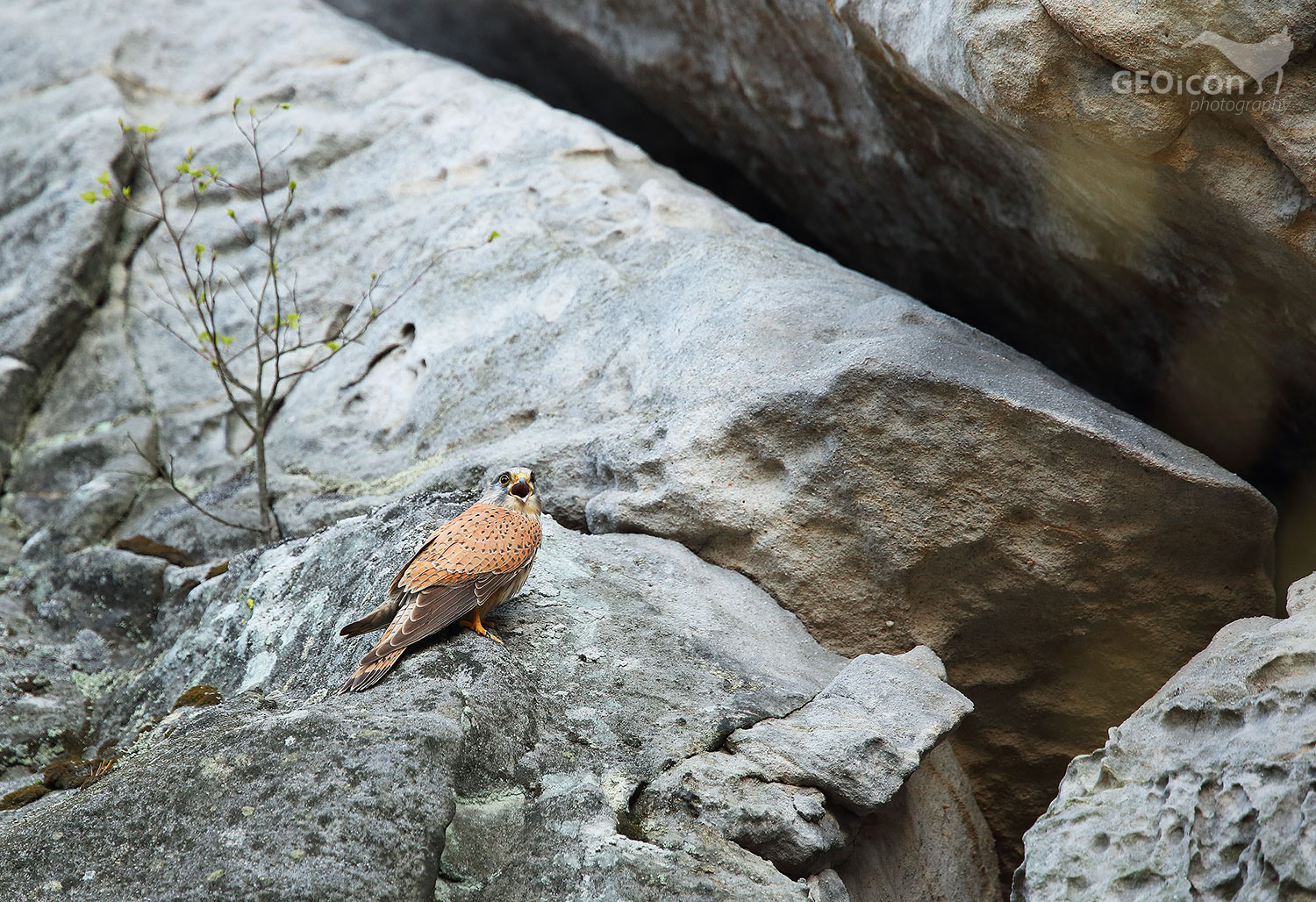 Kestrel / poštolka obecná (Falco tinnunculus)