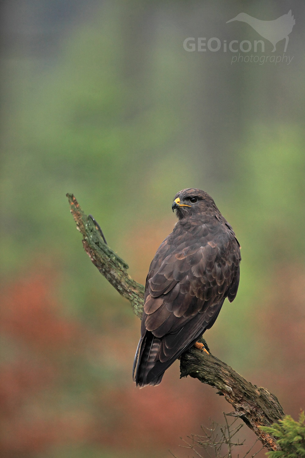 Common buzzard / káně lesní (Buteo buteo)