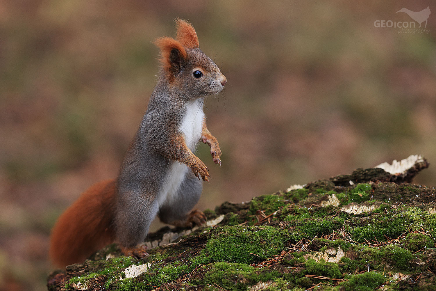 Red squirrel / veverka obecná (Sciurus vulgaris)