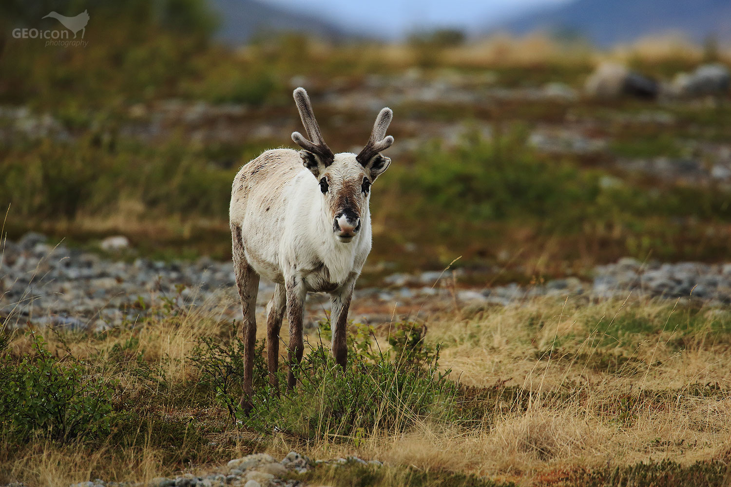 Reindeer / sob polární (Rangifer tarandus)