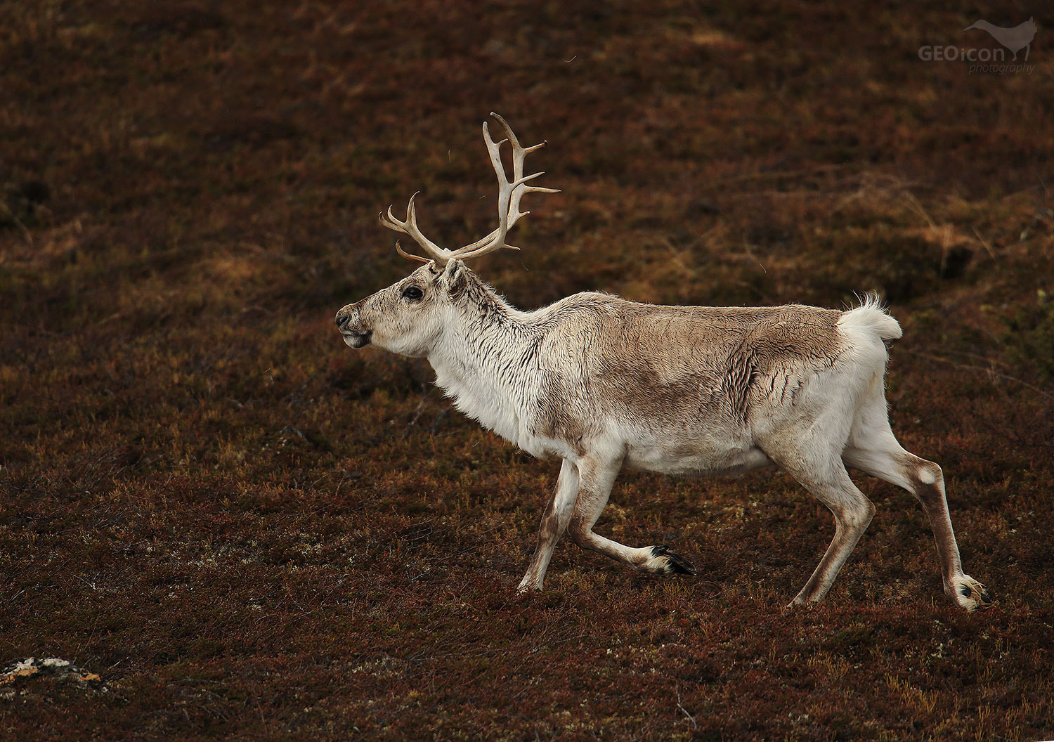 Reindeer / sob polární (Rangifer tarandus)