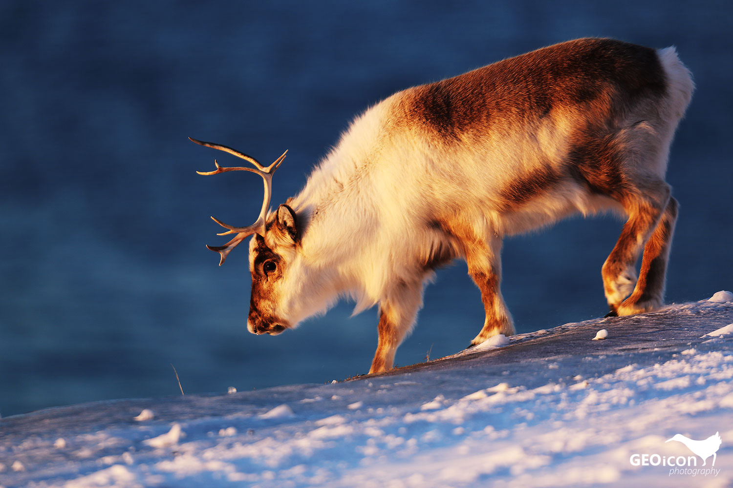 Reindeer / sob polární (Rangifer tarandus platyrhynchus)