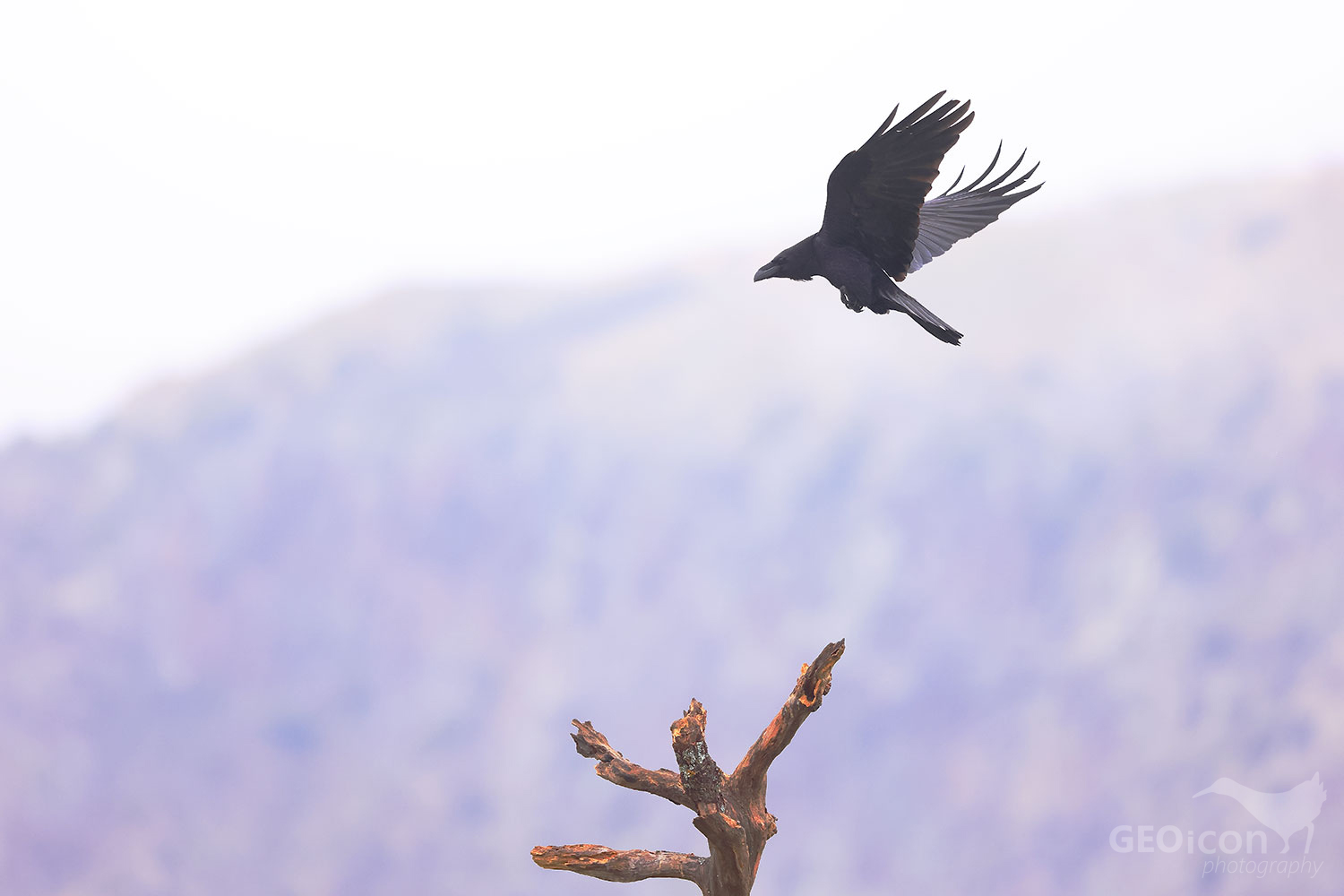 Common raven / krkavec velký (Corvus corax)