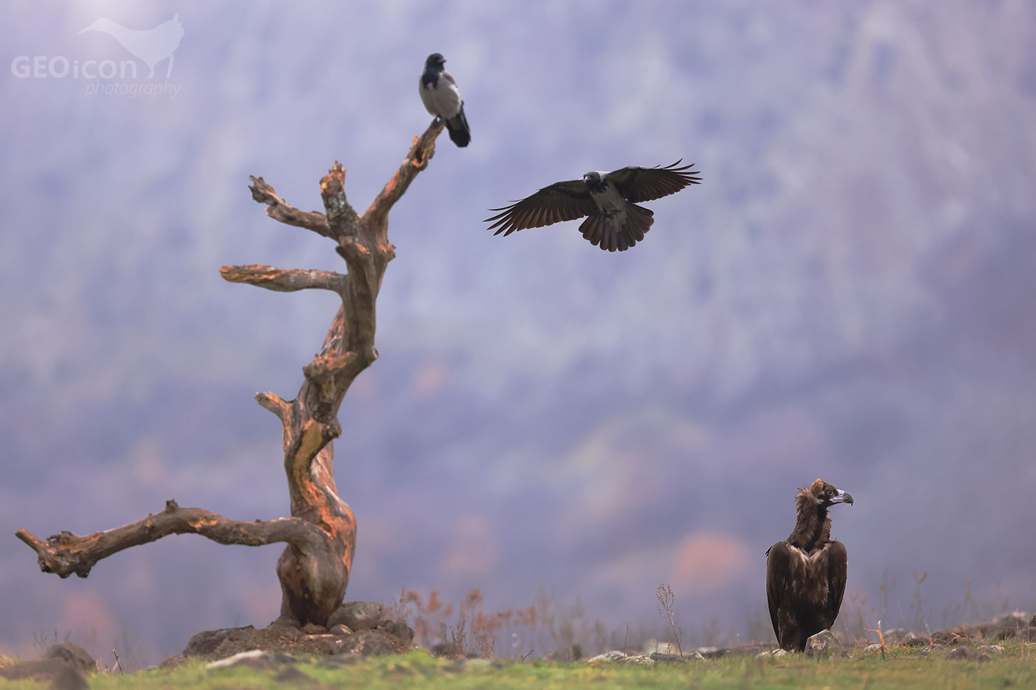 Black vulture / sup hnědý (Aegypius monachus)