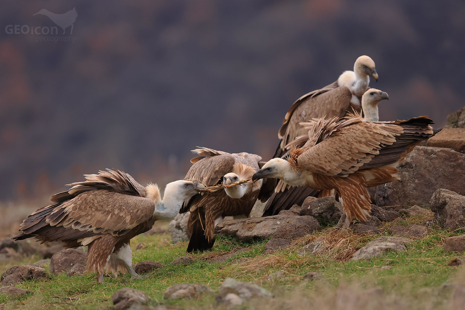 Griffon vulture / sup bělohlavý (Gyps fulvus)