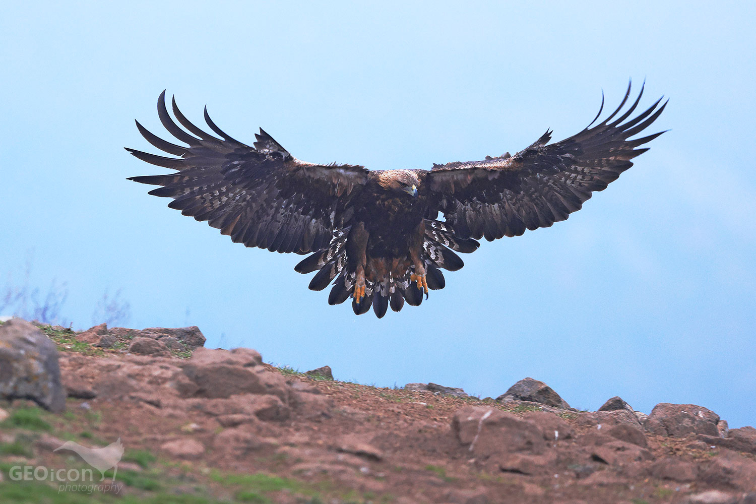 Golden eagles / orel skalní (Aquila chrysaetos)