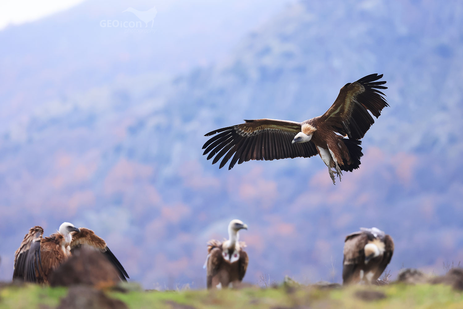 Griffon vulture / sup bělohlavý (Gyps fulvus)