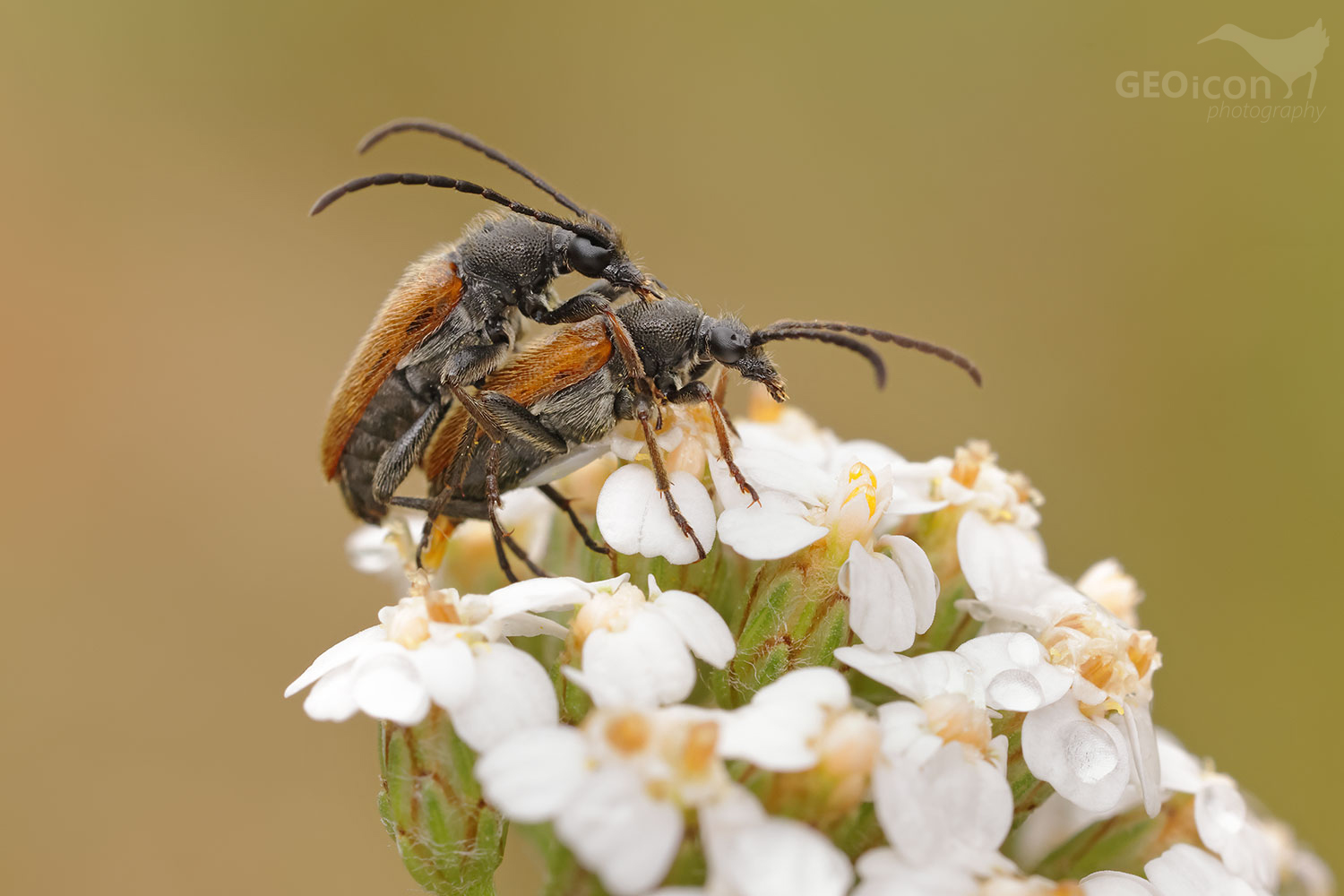 Longhorn beetle (Pseudovadonia livida)