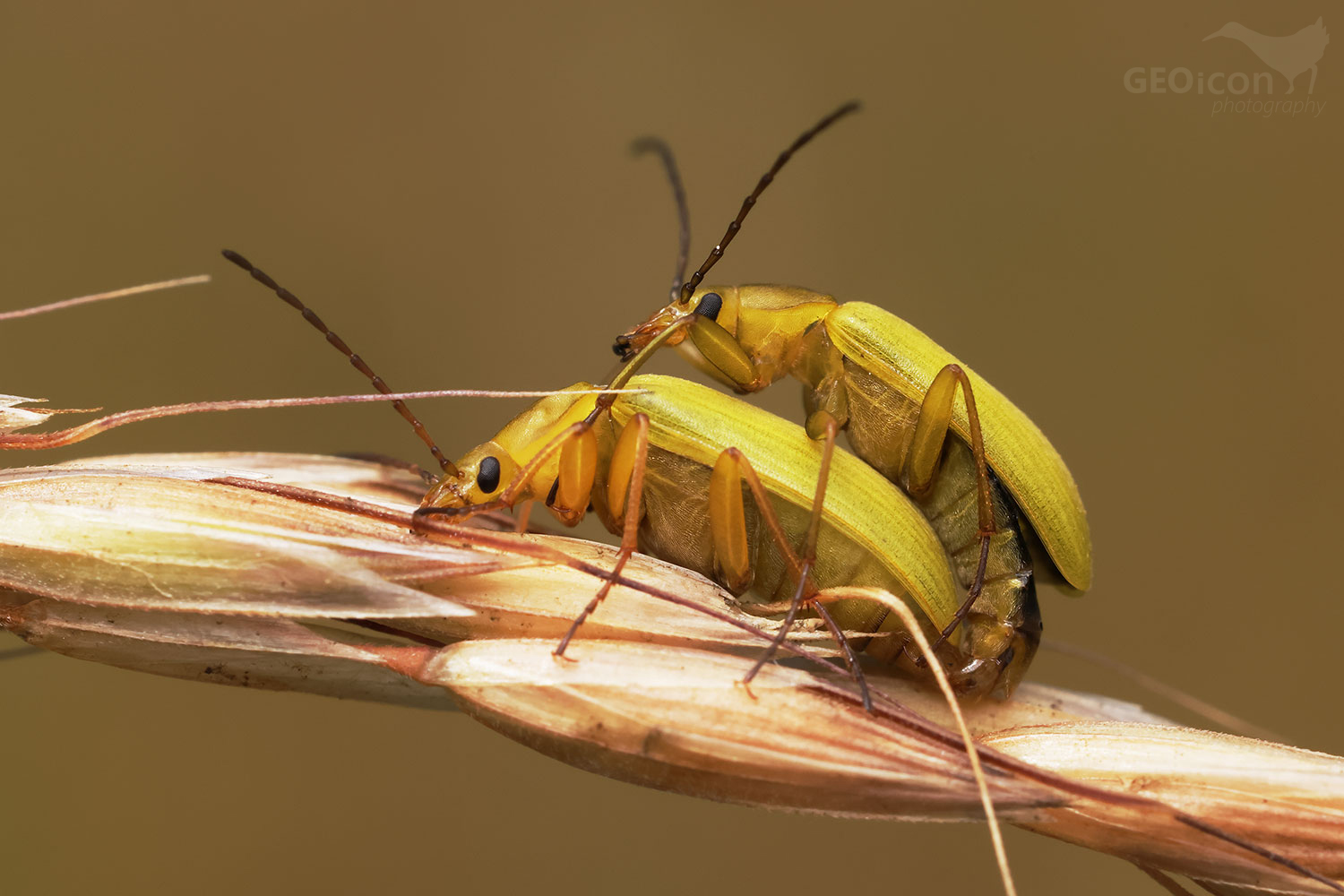 Yellow-colored small beetles Cteniopus sulphureus